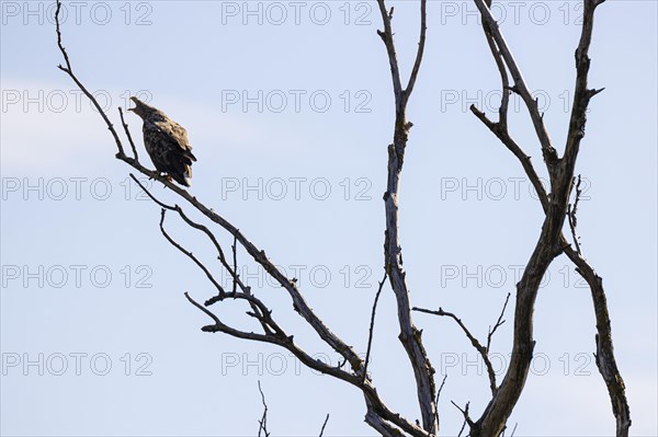 White-tailed eagle