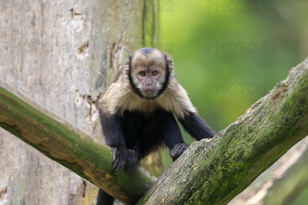 Golden-bellied capuchin