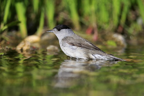 Blackcap