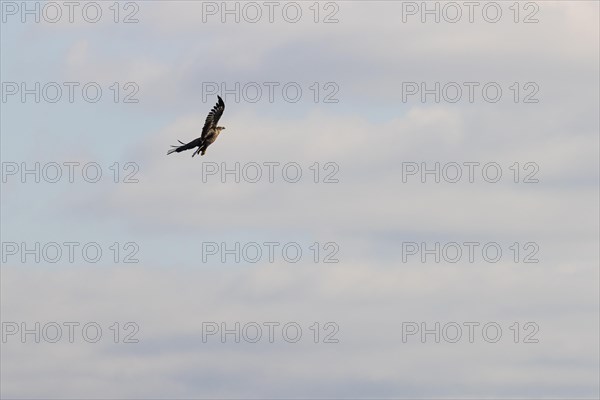 White-tailed eagle