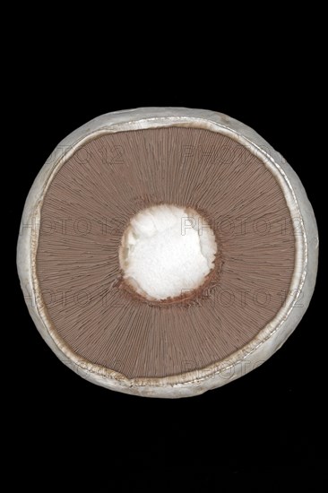 Close-up of the brown lamellae of a horse mushroom