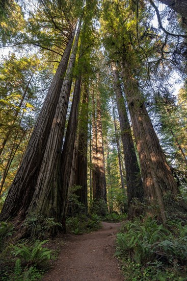 Hiking trail through forest with coastal sequoia trees