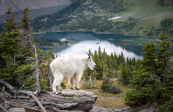 Mountain goat