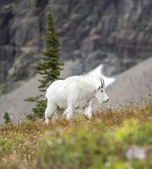 Mountain goat