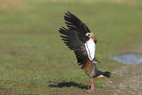 Egyptian goose