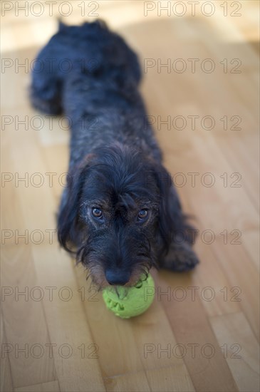 Rough-haired dachshund