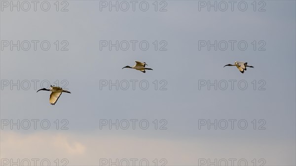 African sacred ibis