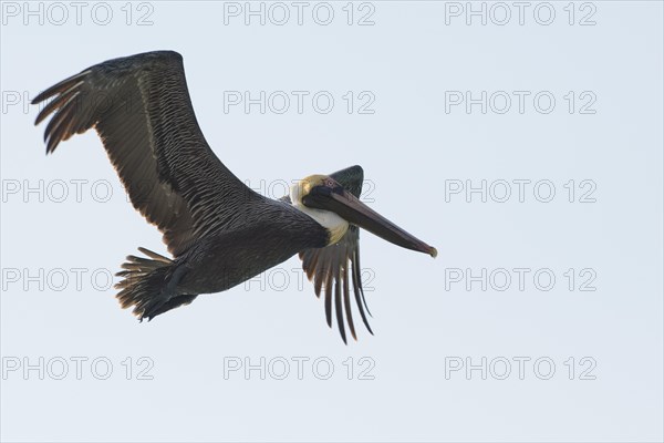 Brown pelican
