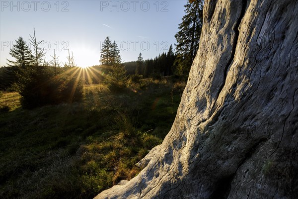 Meadow in the forest at sunrise in Todtnauberg