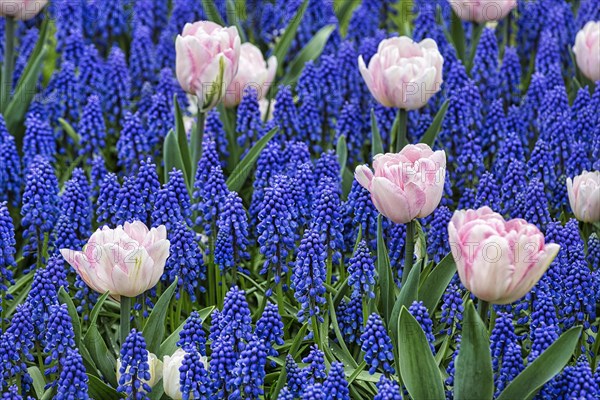 Pink tulips