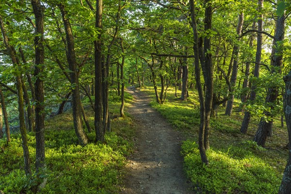 Forest Path in Spring