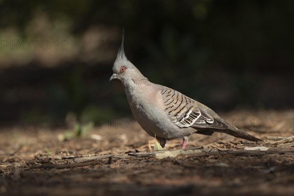 Crested pigeon