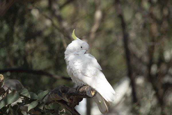 Sulphur-crested cockatoo