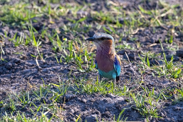 Lilac breasted roller