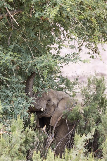 African Elephant