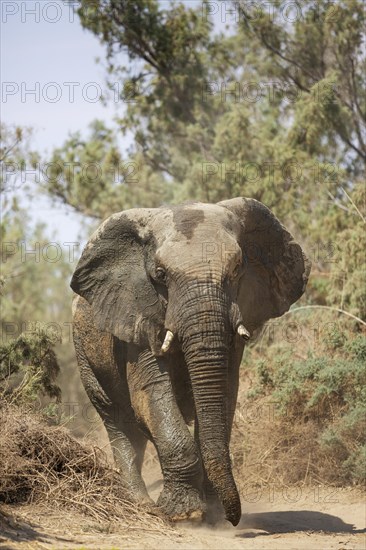 African Elephant