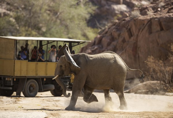 African Elephant