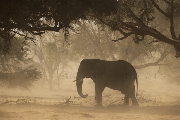 African Elephant