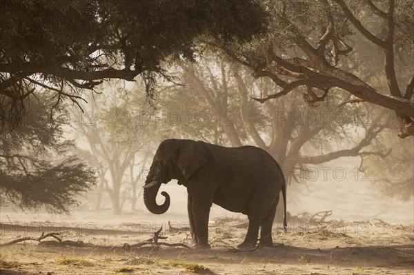 African Elephant