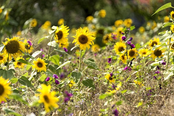 Colourful wild flower field with sunflowers