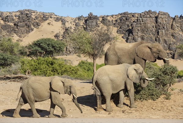 African Elephant