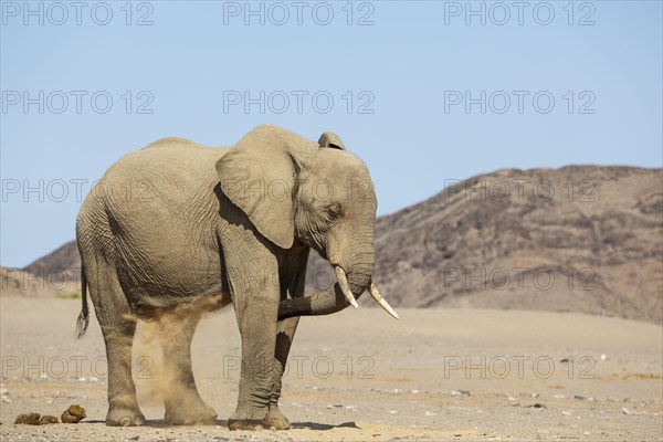 African Elephant