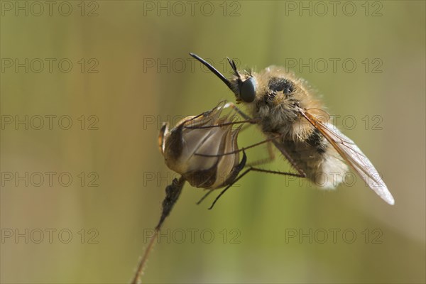 Bee fly