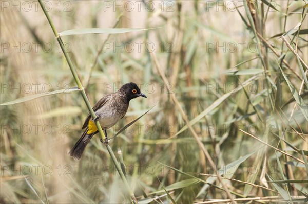 African Red-eyed Bulbul