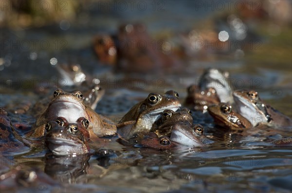 Common frog