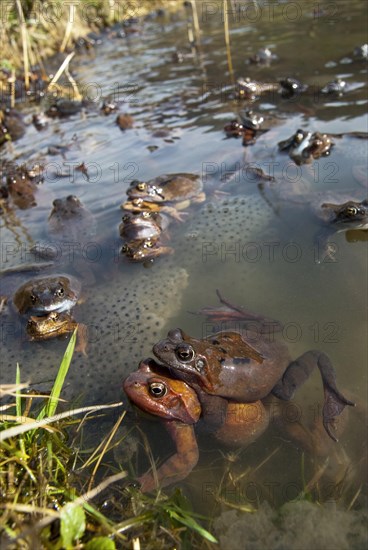 Common frog