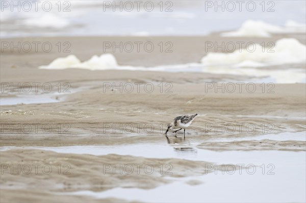 Sanderling