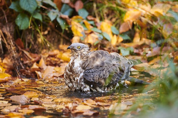 European honey buzzard