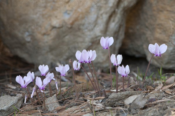 Anatolian violet