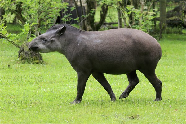 Lowland tapir