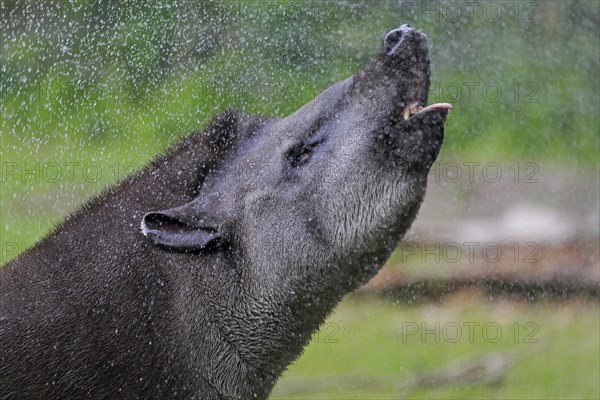 Lowland tapir