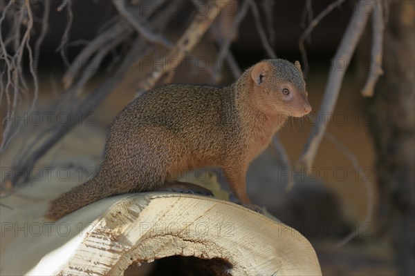 Dwarf mongoose