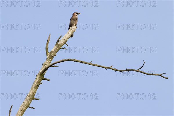 Eurasian jay