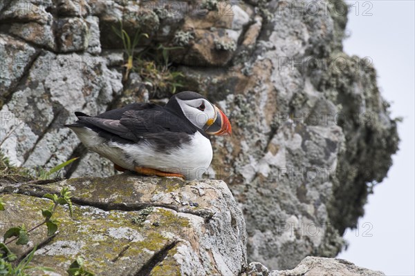Puffin Photo12 imageBROKER Erhard Nerger