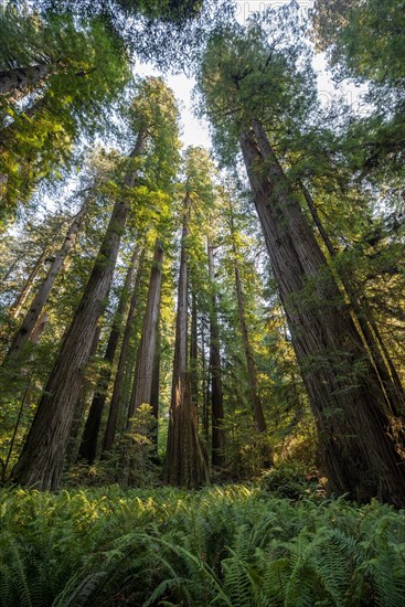 Coast redwoods