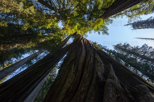 Coast redwoods
