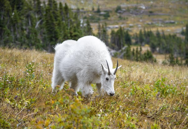 Mountain goat