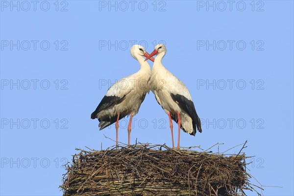 White stork