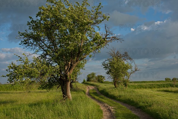 Field path through the former sewage fields of the Berlin city estates