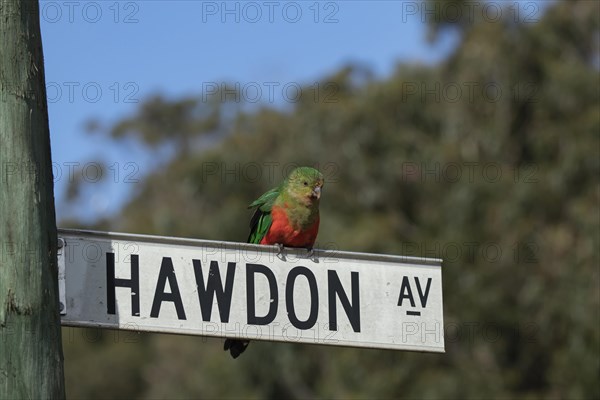 Australian king parrot