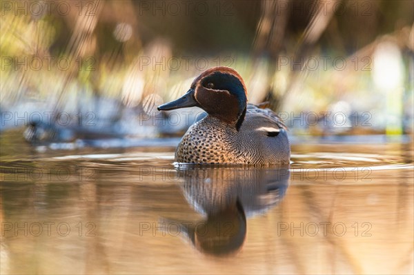 Male of Eurasian Teal