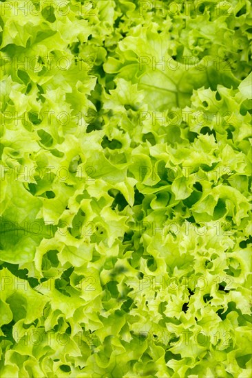 Endive Salad Endive Vegetable Background from above Healthy Eating