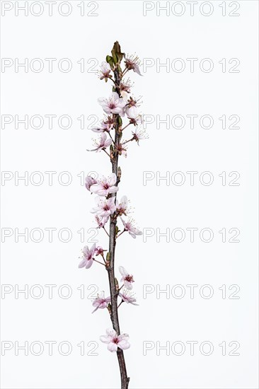 Common sea-buckthorn