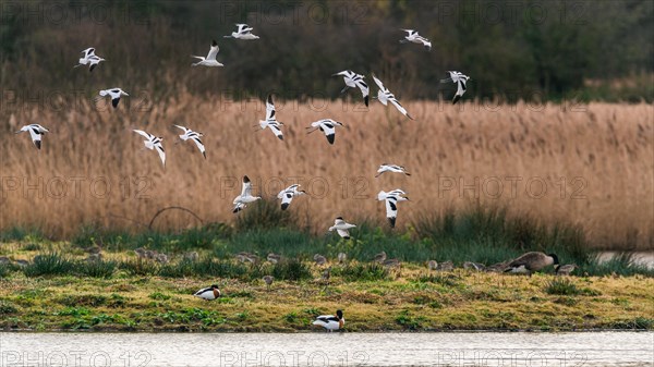 Pied Avocets and Eurasian Wigeon in a flight over Marshland