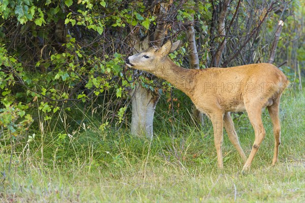 Roe Deer