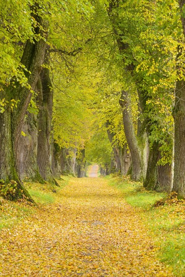 Lime Tree Avenue in Autumn